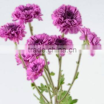 China Hot Selling Chrysanthemum From Yunnan photo-4