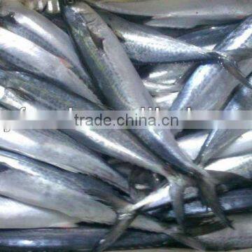 Factory Price Frozen Spanish Mackerel/Frozen Whole Spanish Mackerel