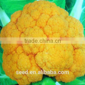 orange cauliflower seeds SXCa No.6