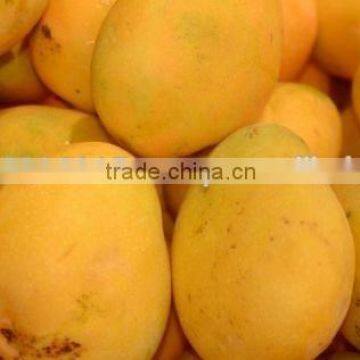Fresh Pakitani Mango