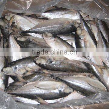HORSE MACKEREL