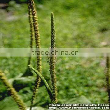 Plantain seed extract