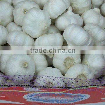 6.0cm Chinese Jinxiang Garlic 2015 Crop Pure White Skin