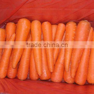 Red Carrot Export From China