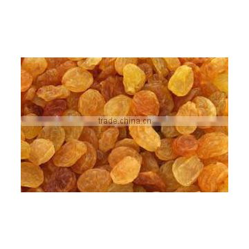 Golden Raisin Exporters from India