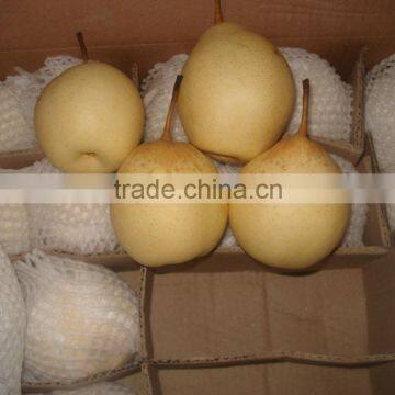 New crop ya pear of China fruit with best quality