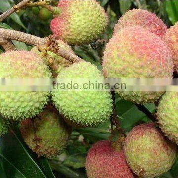 Fresh Crop Feizixiao Litchi Fruit