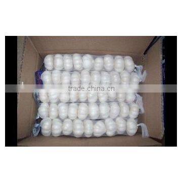 chinese pure white garlic