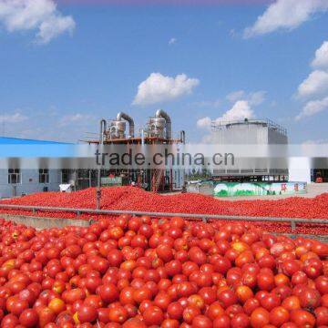 2014 Products New Gino Tomato Paste