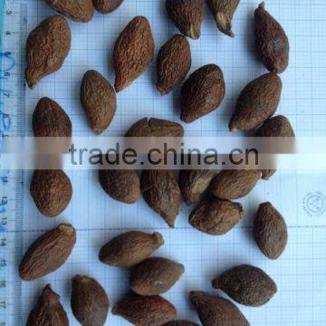 Malva Nut, Crop 2016