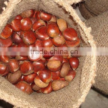 Chinese fresh chestnuts, sweet and easy peeling