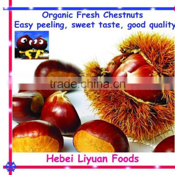 Hot sale top quality bulk raw chestnuts for sale