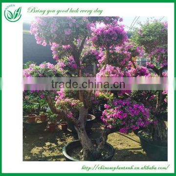 Indoor or Outdoor Blooming Plants Bougainvillea Bonsai Tree