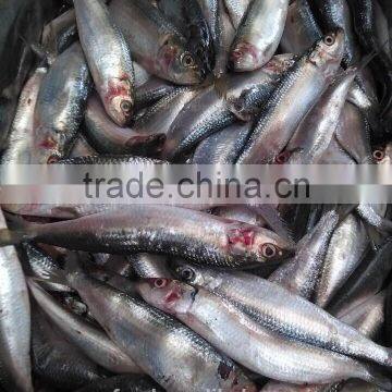 Frozen &cheap Sardine Fish 8-10 Ppk for the Canning Wholesale Frozen Seafood photo-2
