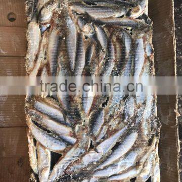 competitive price wholesale round frozen Sardine for canning
