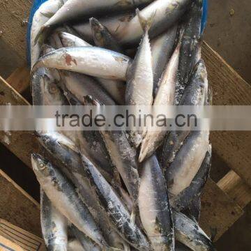 Seafish BQF Fresh Frozen Pacific Mackerel (scomber Japonicus ) Size 250-350g photo-2