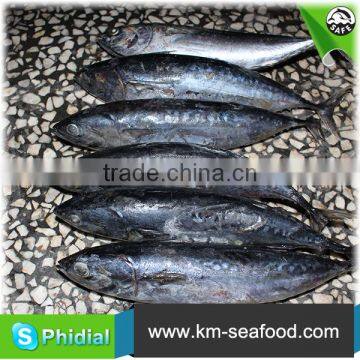 Hot Selling Without Faure Marin Bonito Exporting photo-2