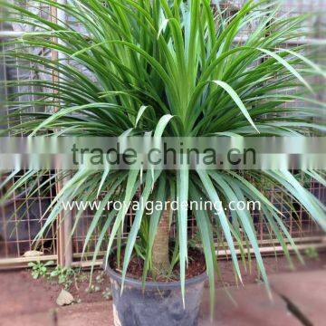Dracaena Draco Indoor Plants Ornamental Plants photo-2