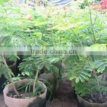 caesalpinia pulcherrima shrubs tree