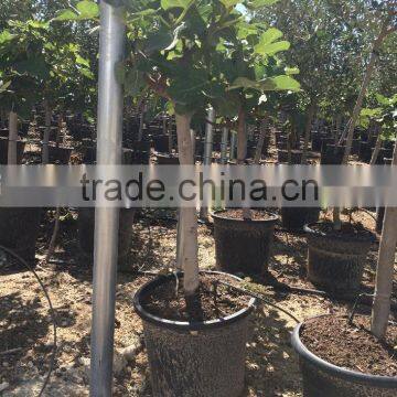 Ficus Carica photo-3