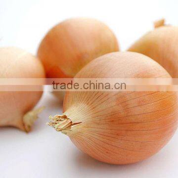 Wholesale Fresh Yellow Onion