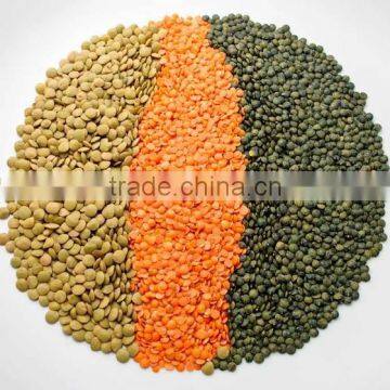 Red and Green Brown Lentils