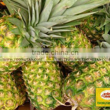 Canned pineapple in Viet Nam