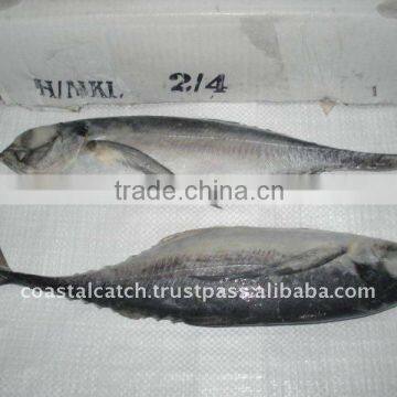 HORSE MACKEREL FROZEN