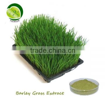 barley grass extract powder