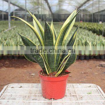 Common good indoor potted foliage golden sansevieria plants