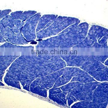 17pcs Indonesia School Students Studing Prepared Microscope Slides photo-3