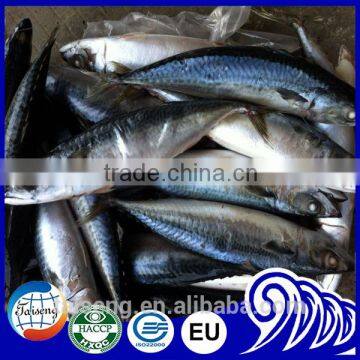 Asmak Frozen Seafood Whole Round Saba Mackerel photo-3