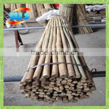 Climbing bamboo plants in the garden of his own