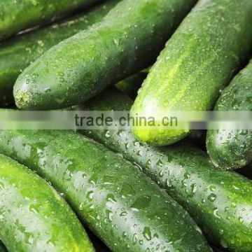 Cucumber Exporters