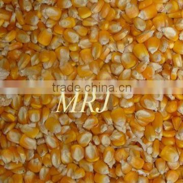 Best quality Yellow Corn maize for animal feed at cheap prices