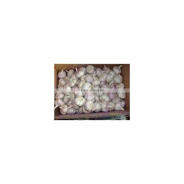 2013 chinese cheap garlic