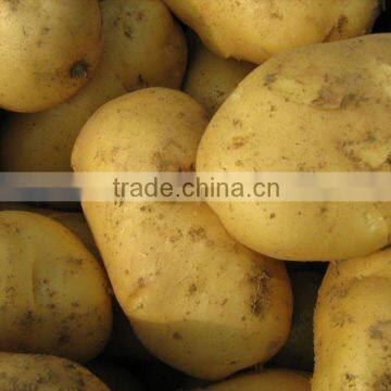 2011 Fresh Yellow Holland Potatoes in China