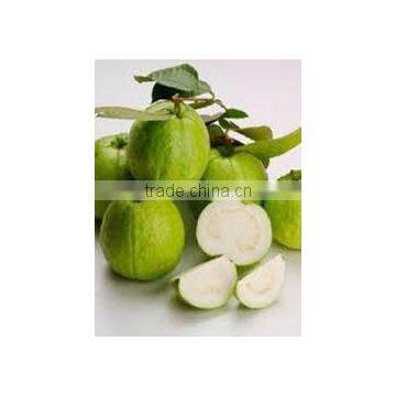 Krishnagiri White Guava Pulp