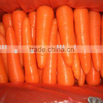 FRESH CARROTS(NEW CROP)