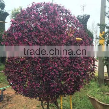 Ball top shape Loropetalum