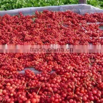 Schizandrae Wuweizi Extract photo-2