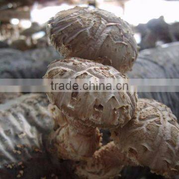 Wholesale shiitake mushroom growing in logs