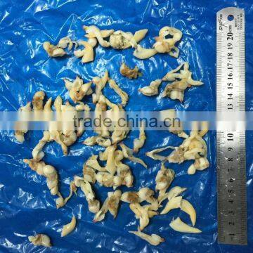 Frozen Suff Clam Meat photo-2