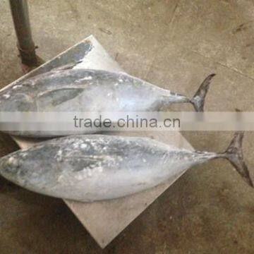 Frozen Bonito Tuna photo-2