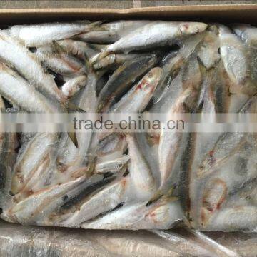 hot sale & high quality frozen fresh sardines on for medical use