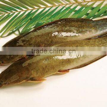 Catfish