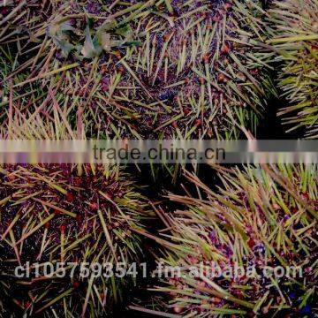 UNI Sea Urchin photo-2