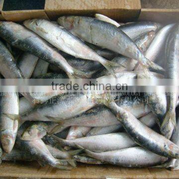 Frozen Sardine Fish Fresh Fish