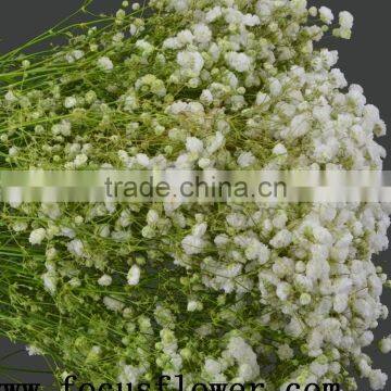 High Quality Export Fresh Cut Flowers Gypsophila Babybreath for Wedding Decoration From China