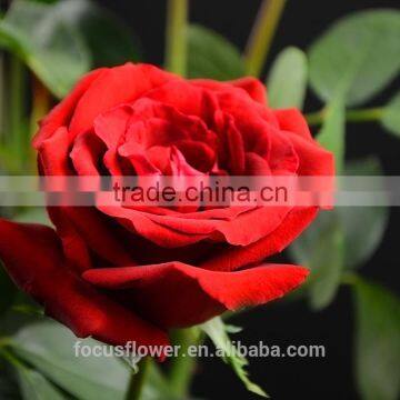 Cheap Wholesale Flowers Roses For Christmas Decoration From Kunming Supplier photo-3